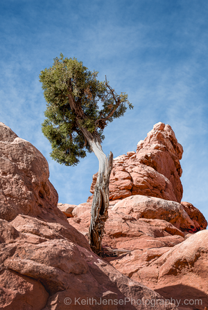 Main image Silent Sentinel of Arches National Park, Utah