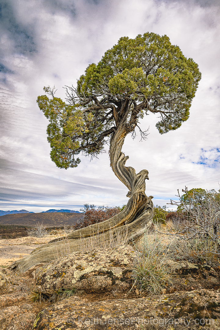 Main image Silent Sentinel of Black Canyon of the Gunnison National Park, Colorado